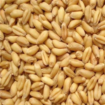八千乡清发农产品 农产品购销 小麦 小麦销售 农副产品 质优价廉 薄利